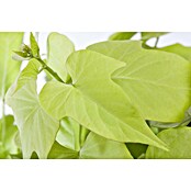 Ipomoea batatas 13 Erato Orange