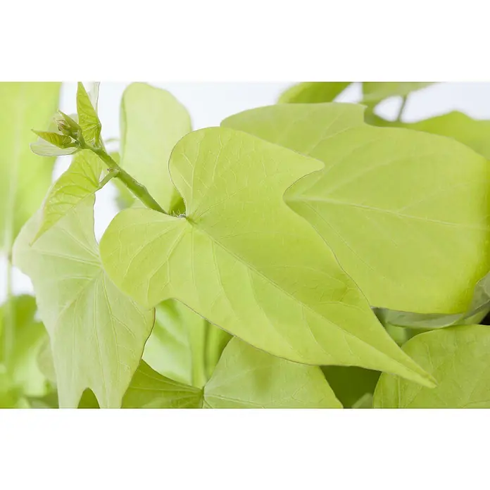 Piardino Süßkartoffel Bio - Ipomoea batatas 'Erato'®, 13 cm, Erntezeit: September - Nahaufnahme eines hellgrünen Süßkartoffelblattes, das die zarten Details seiner Form und Textur hervorhebt.