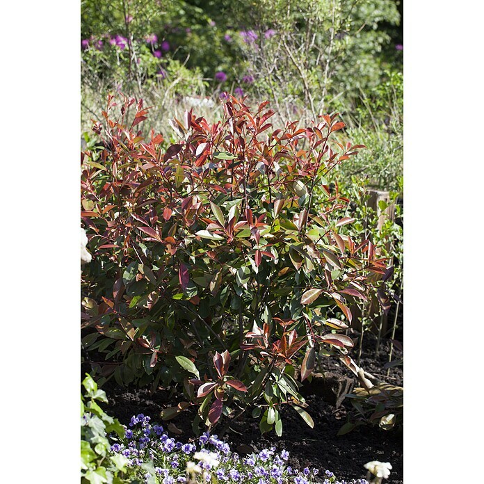 Piardino GlanzmispelPhotinia fraseri 'Red Robin', Topfgröße: 24 cm Mood Shot