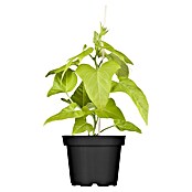Ipomoea batatas 13 Erato Orange