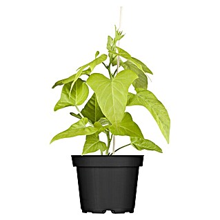 Piardino Süßkartoffel Bio (Ipomoea batatas 'Erato'®, 13 cm, Erntezeit: September)