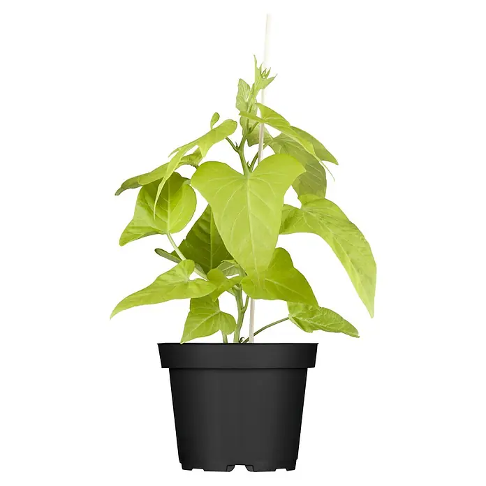Piardino Süßkartoffel Bio - Ipomoea batatas 'Erato'®, 13 cm, Erntezeit: September - Nahaufnahme einer Topfpflanze mit hellgrünen Blättern und einem Holzpflock zur Stützung auf einem schwarzen Hintergrund.