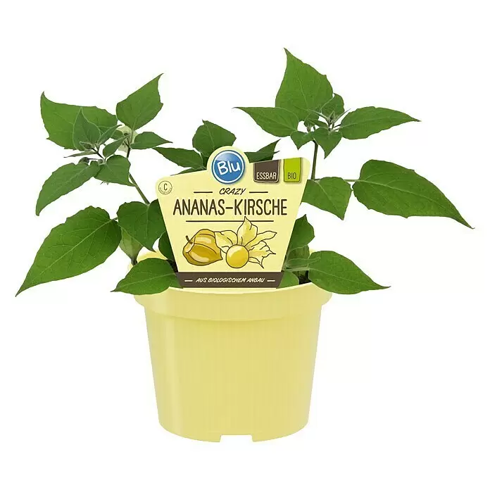 Blu Bio AnanaskirschePhysalis pruinosa, Topfgröße: 12 cm