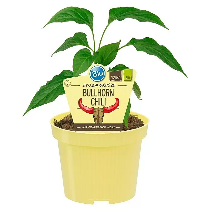 Blu Bio Chili Bullhorn - Capsicum anuum, 12 cm, Erntezeit: August - Eine grüne Chilipflanze mit 'Bullhorn Chili'-Etikett in einem hellgelben Topf.