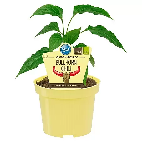 Blu Bio Chili Bullhorn