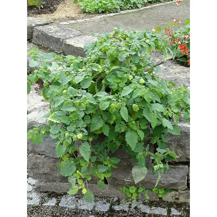 Blu Bio AnanaskirschePhysalis pruinosa, Topfgröße: 12 cm - Nahaufnahme eines üppigen Andenbeerenstrauchs mit grünen Blättern und Früchten vor einer Steinmauer.