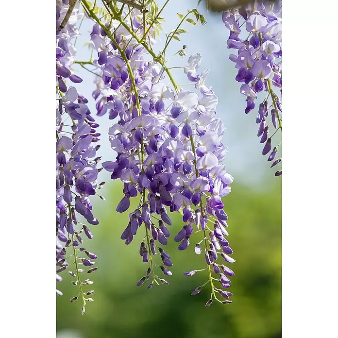 Piardino Blauregen am Spalier -  - Herabhängende lila Glyzinienblüten in voller Blüte.
