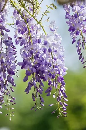 Piardino Blauregen am Spalier - Wisterias sinensis, Topfgre: 19,  Violettblau online kaufen bei BAUHAUS