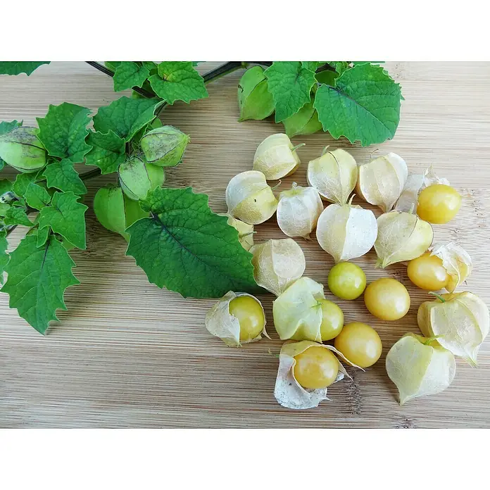Blu Bio AnanaskirschePhysalis pruinosa, Topfgröße: 12 cm - Physalis-Früchte in verschiedenen Reifestadien auf einer Holzoberfläche, von grün über hellgelb bis goldgelb. Die Blätter sind lebhaft grün.