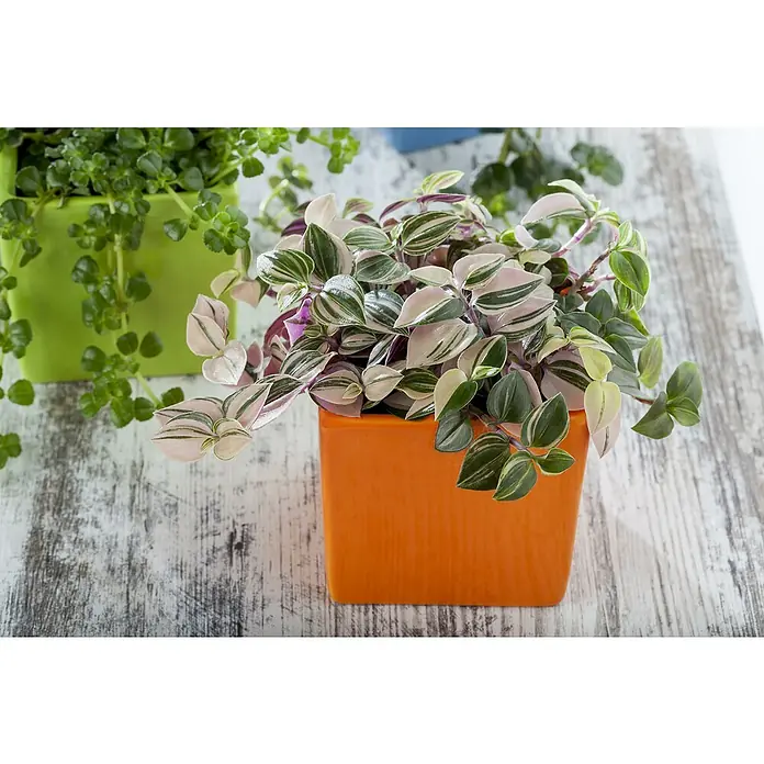 Piardino Dreimasterblume - Tradescantia zebrina 'Nanouk', Topfgröße: 12 cm - Farbenfrohe Zimmerpflanzen: Eine Tradescantia in einem orangefarbenen Topf und eine Zwerg-Fiederpolster in einem grünen Topf auf einem Holztisch.