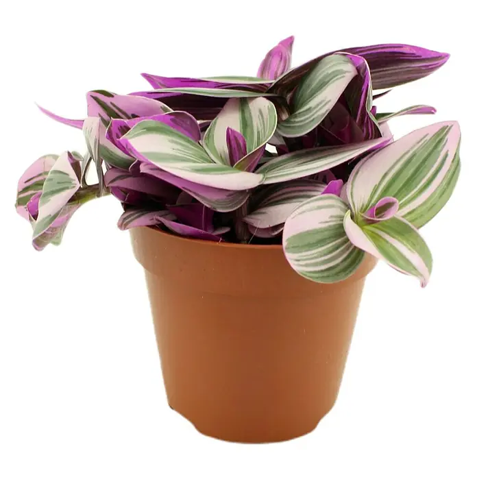 Piardino Dreimasterblume