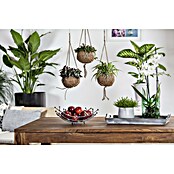 Piardino Dreimasterblume (Tradescantia zebrina 'Nanouk', Topfgröße: 12 cm) | BAUHAUS