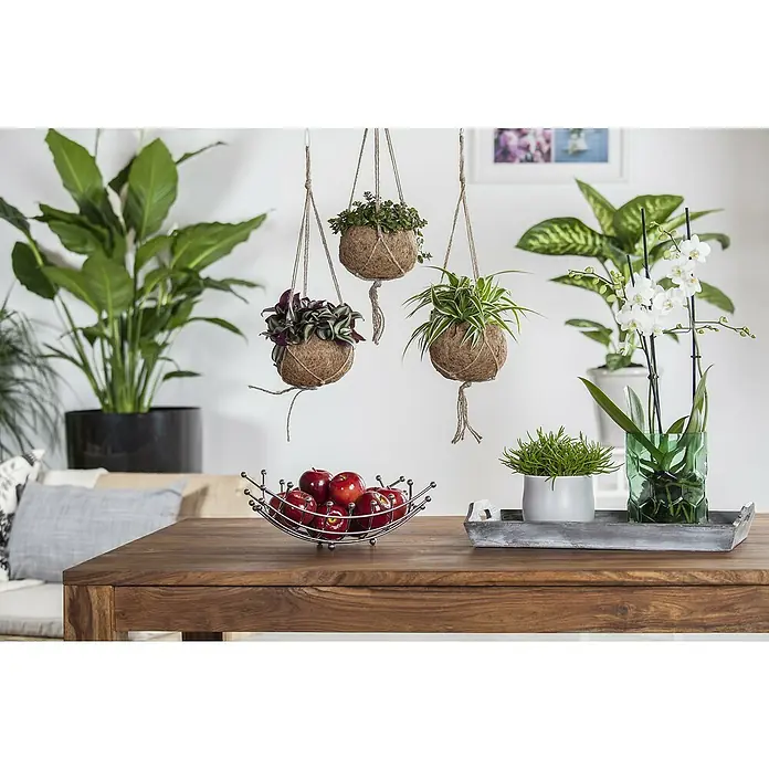 Piardino Dreimasterblume - Tradescantia zebrina 'Nanouk', Topfgröße: 12 cm - Ein Wohnzimmer mit einer Holztischplatte, auf der eine Obstschale mit roten Äpfeln und verschiedene Pflanzen in Töpfen stehen.