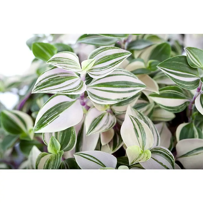 Piardino Dreimasterblume - Tradescantia zebrina 'Nanouk', Topfgröße: 12 cm - Nahaufnahme einer Tradescantia Zebrina Pflanze mit gestreiften, grün-weißen Blättern. Perfekt für Zimmerpflanzenliebhaber!