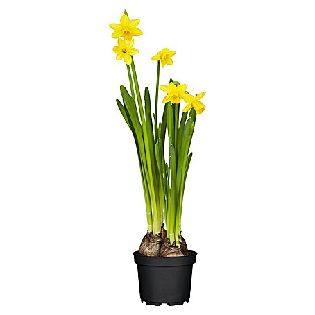 Piardino Frühlingsblumenzwiebeln Narzisse (Narcissus pseudonarcissus 'Tête-à-Tête', 12 cm)
