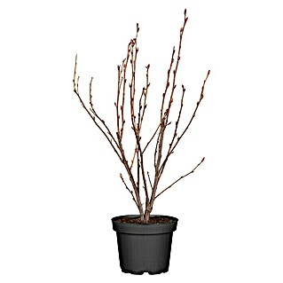 Piardino Ziersträucher-Mix Blühsträucher in Arten/Sorten (Cornus, Deutzia, Forsythia, Ribes 'Kind Edward', Spiraea, Weigela, uvm, Topfgröße: 19 cm)