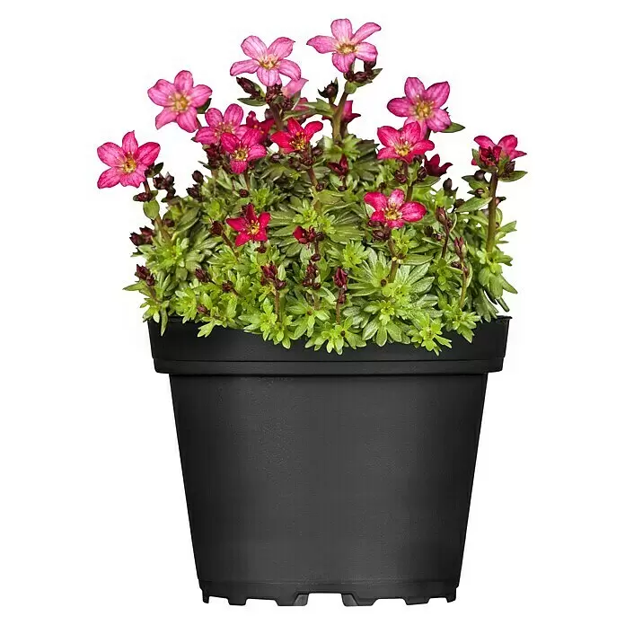 Piardino Moos-Steinbrech - Saxifraga arendsii, Rosa - Vorderansicht