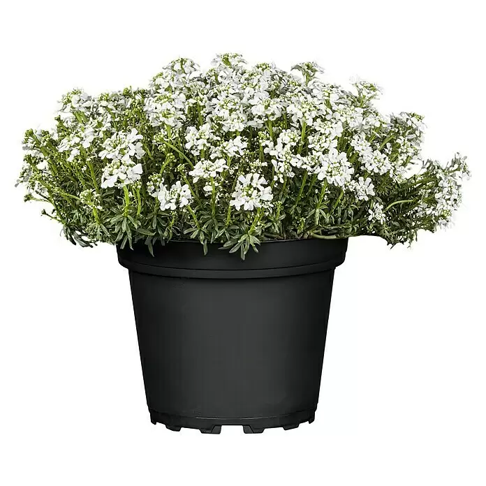Piardino Schleifenblume - Iberis sempervirens, Weiß - Vorderansicht