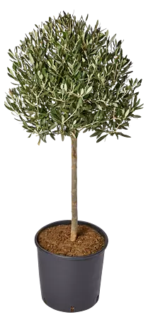 thuja 1.50 m Thuja 'Junior Giant' Arborvitae – Wayside Gardens
