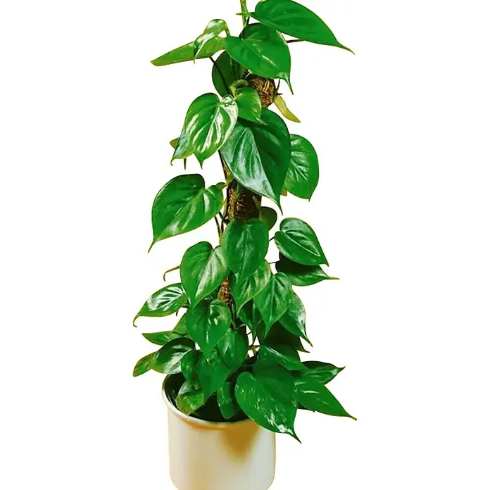 Philodendron - Philodendron 'Imperial Green', Tamaño de maceta: 17 cm - Un filodendro trepa por un tutor de musgo en una maceta blanca, mostrando sus hojas verdes vibrantes.