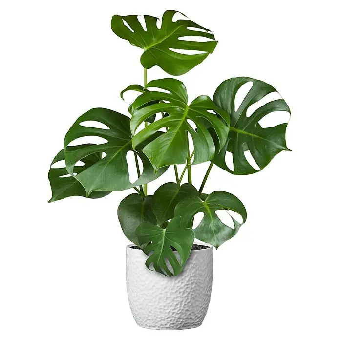 Soendgen Keramik Übertopf rund Boston - Außenmaß (Ø x H): 27 x 26 cm, Weiß, Keramik - Ein attraktives Foto einer Monstera Deliciosa Zimmerpflanze in einem weißen, strukturierten Übertopf, ideal für die Dekoration von Wohnräumen.