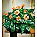 Crossandra 