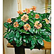 Crossandra (Crossandra infundibuliformis) | BAUHAUS