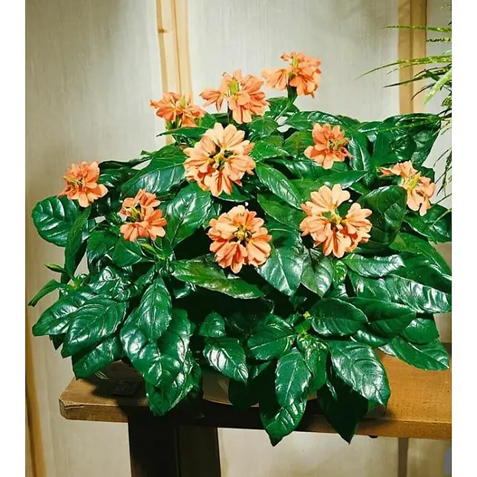 Crossandra - Crossandra infundibuliformis - Impresionante planta de interior que exhibe vibrantes flores naranjas y hojas verdes brillantes, expuesta sobre una mesa rústica de madera.