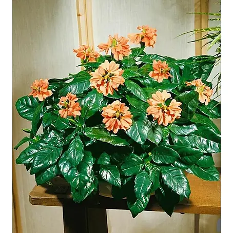 Crossandra