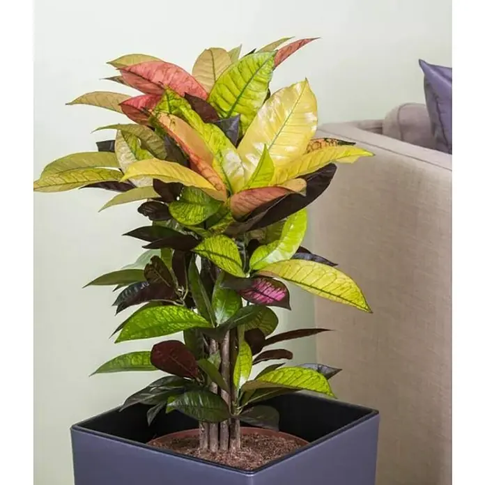 Piardino Croton - Codiaeum variegata, Tamaño de maceta: 17 cm - Croton colorido en una maceta oscura moderna, que añade un toque de elegancia a cualquier habitación. Perfecto como planta de interior.