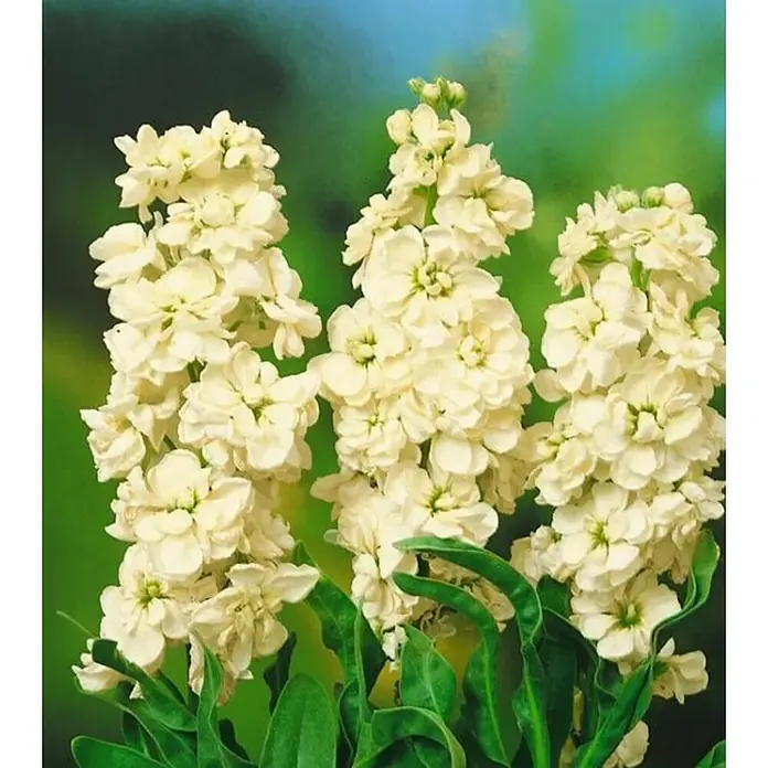 Piardino Matthiola - Matthiola Hybriden, Tamaño de maceta: 14 cm, Blanco - Primer plano de tres tallos de flores de alhelí color crema con hojas verdes sobre un fondo verde.