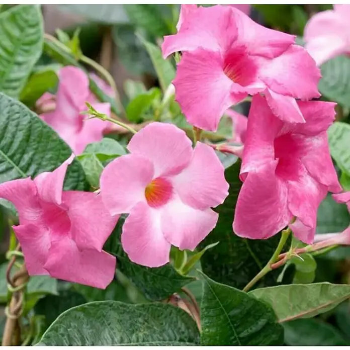 Piardino Jazmín brasileño - Dipladenia sanderi, Tamaño de maceta: 10 cm, En función de la variedad - Primer plano de flores de Mandevilla en rosa delicado, rodeadas de exuberante vegetación. Los pétalos tienen un tono suave que atrae la atención.