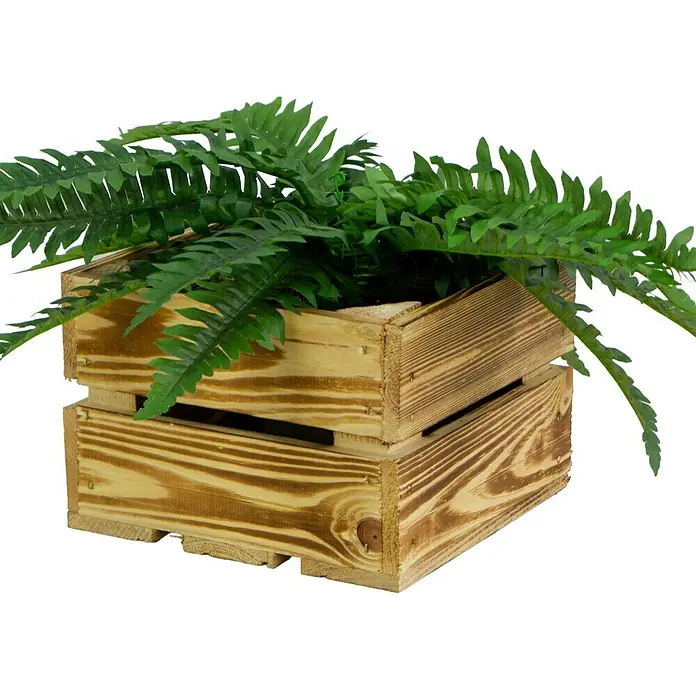 Holzkiste Lotta - L x B x H: 22 x 22 x 15 cm, Braun - Ein rustikaler Holzkasten mit einem üppigen grünen Farn, der eine natürliche und dekorative Note verleiht.
