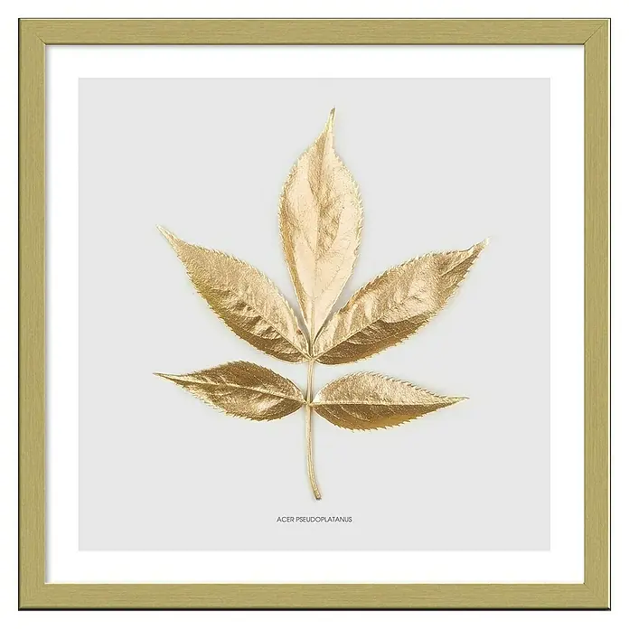 ProArt Bild Slim Scandic - Golden Leaf I, B x H: 33 x 33 cm - Ein gerahmtes Kunstwerk mit einem goldenen Ahornblatt, das die Schönheit der Natur in elegantem Design zeigt.