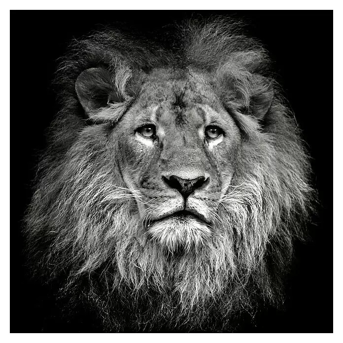 ProArt Young Living Leinwandbild - Lionhead, B x H: 40 x 40 cm - Vorderansicht