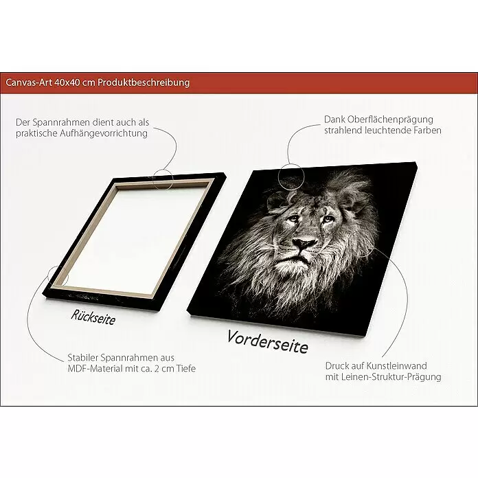 ProArt Young Living Leinwandbild - Lionhead, B x H: 40 x 40 cm - Anwendungsbeispiel