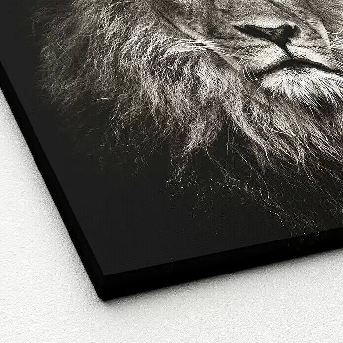 ProArt Young Living Leinwandbild - Lionhead, B x H: 40 x 40 cm - Detailaufnahme