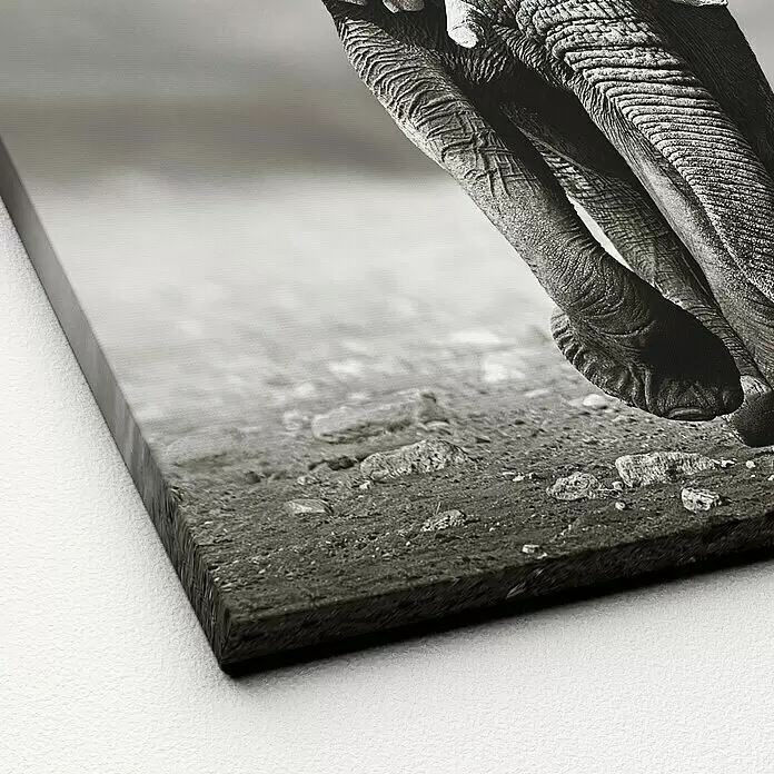 ProArt Young Living Leinwandbild - Grey Elephant, B x H: 40 x 40 cm - Detailaufnahme