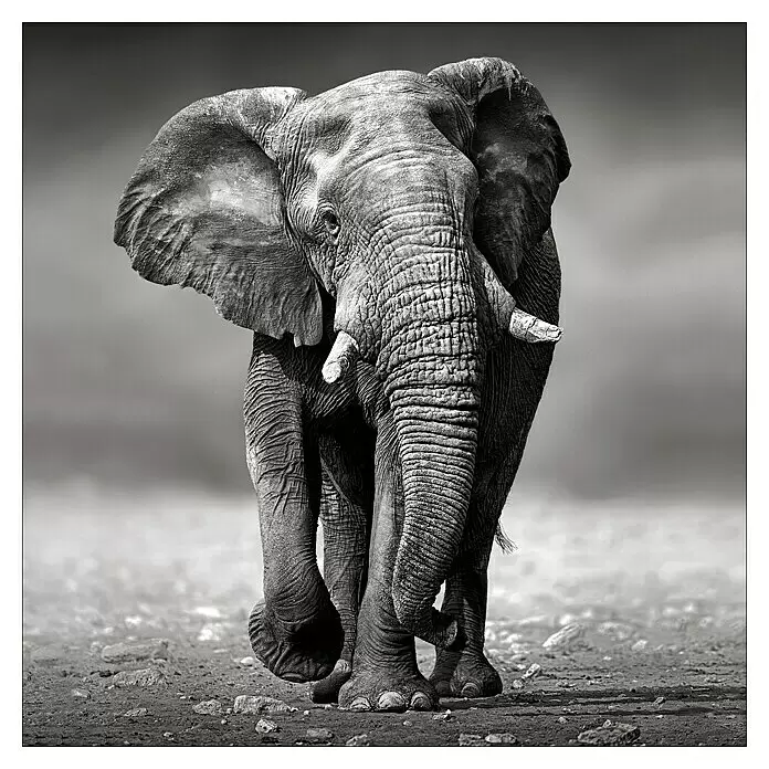 ProArt Young Living Leinwandbild - Grey Elephant, B x H: 40 x 40 cm - Vorderansicht