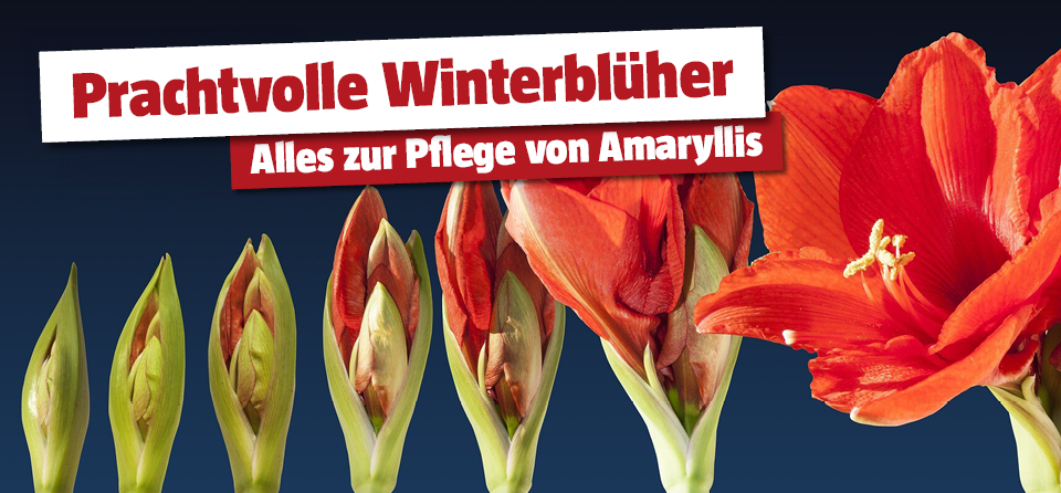 Die richtige Pflege der Amaryllis