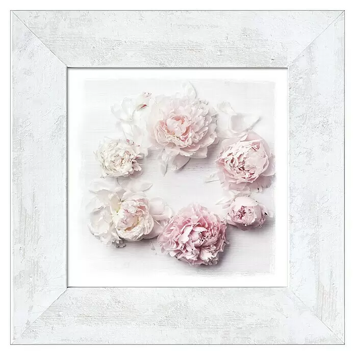 ProArt Bild New Classic Wood - Delicate Flowers II, B x H: 44 x 44 cm - Gerahmtes Kunstwerk mit weißem Holzrahmen in Used-Optik und rosa-weißen Pfingstrosen.