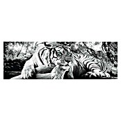 Reinders Decopanel (Tiger is Watching You, B x H: 156 x 52 cm) | BAUHAUS