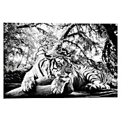 Decoratief paneel (Tiger is Watching You, b x h: 90 x 60 cm) | BAUHAUS