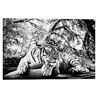 Decoratief paneel (Tiger is Watching You, b x h: 90 x 60 cm)