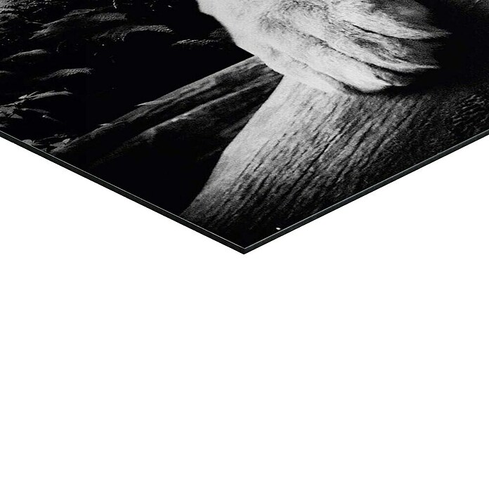 Decoratief paneel (Tiger is Watching You, b x h: 90 x 60 cm) | BAUHAUS
