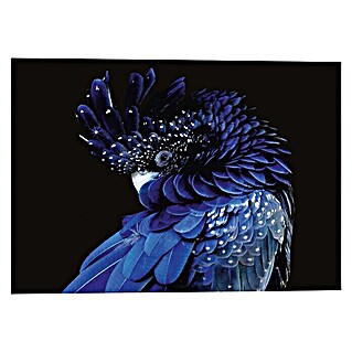 Foto op glas Fine Art (R. Claeys Blue Bird, b x h: 140 x 100 cm)