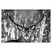 Foto op glas (Winter Deer, b x h: 116 x 78 cm) | BAUHAUS