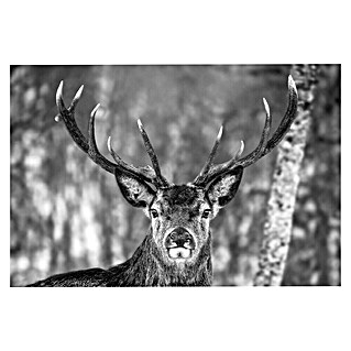 Foto op glas (Winter Deer, b x h: 116 x 78 cm)
