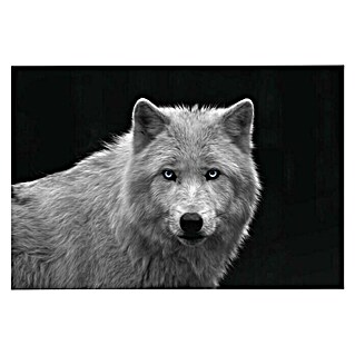Foto op glas (White Wolf Blue Eyes, b x h: 116 x 78 cm)