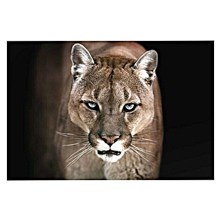 Foto op glas (Cougar Close Up, b x h: 116 x 78 cm)